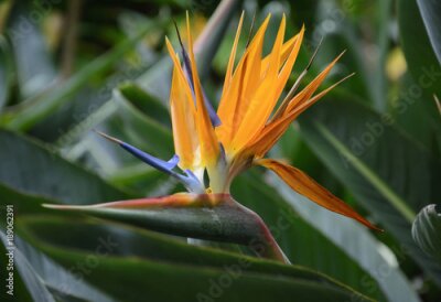 Papier peint  strelitzia reginae dans le jardin de Trenerife; les îles Canaries