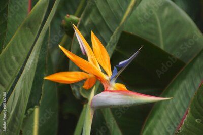 Papier peint  Strelitzia reginae de Madère