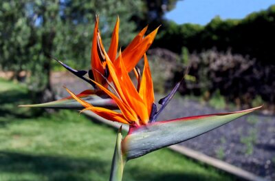 Papier peint  strelitzia reginae double flower