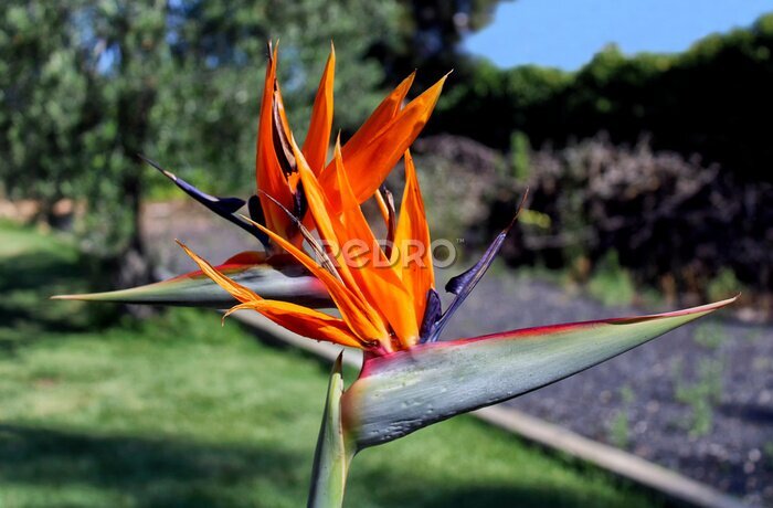 Papier peint  strelitzia reginae double flower