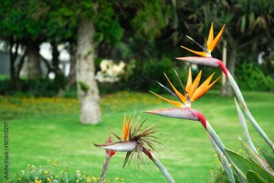 Papier peint  Strelitzia reginae en Namibie