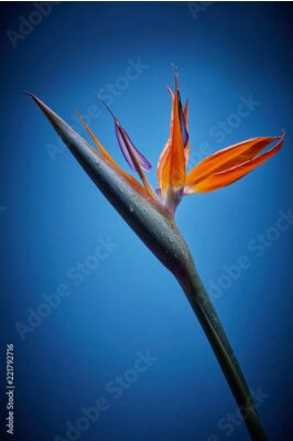 Papier peint  Strelitzia Reginae entouré de feuilles vertes. sur un fond bleu foncé