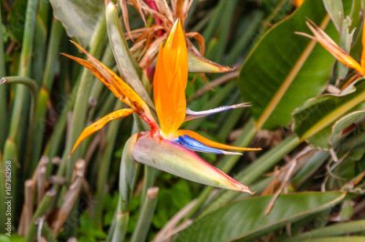 Papier peint  Strelitzia reginae est très populaire en tant que plante ornementale.
