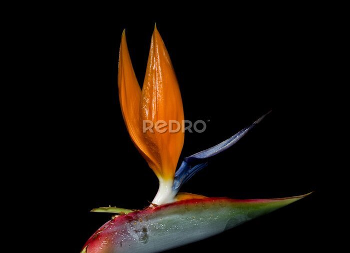 Papier peint  Strelitzia reginae est une plante à fleurs monocotylédones indigen