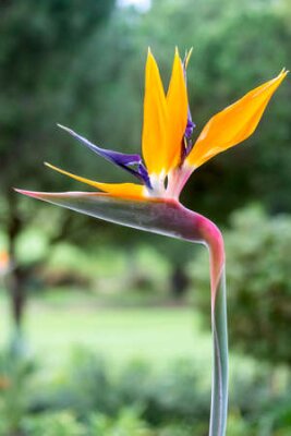 Papier peint  Strelitzia reginae est une plante à fleurs monocotylédones originaire d'Afrique du Sud. La plupart des noms communs sont Grues fleurs ou d'oiseaux de paradis. Populaire comme plante ornementale de low