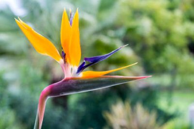 Papier peint  Strelitzia reginae est une plante à fleurs monocotylédones originaire d'Afrique du Sud. La plupart des noms communs sont Grues fleurs ou d'oiseaux de paradis. Populaire comme plante ornementale de low