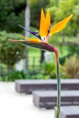 Papier peint  Strelitzia reginae est une plante à fleurs monocotylédones originaire d'Afrique du Sud. La plupart des noms communs sont Grues fleurs ou d'oiseaux de paradis. Populaire comme plante ornementale de low