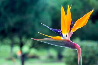 Papier peint  Strelitzia reginae est une plante à fleurs monocotylédones originaire d'Afrique du Sud. La plupart des noms communs sont Grues fleurs ou d'oiseaux de paradis. Populaire comme plante ornementale de low