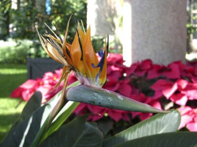 Papier peint  Strelitzia reginae est une plante à fleurs monocotylédones originaire d'Afrique du Sud. Les noms communs incluent Strelitzia, Grue fleurs ou d'oiseaux de paradis.