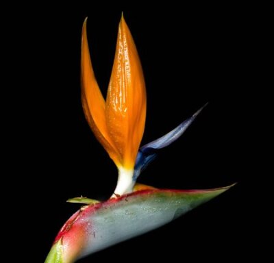 Papier peint  Strelitzia reginae est une plante à fleurs monocotylédones originaire d'Afrique du Sud. Les noms communs sont Strelitzia, Crane Flower ou Bird of Paradise.
