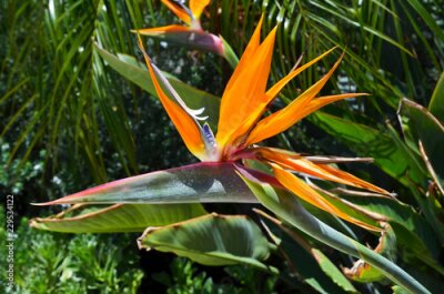 Papier peint  Strelitzia reginae est une plante exotique également connue comme fleur d’oiseau de paradis ou fleur de grue dans un jardin tropical de Tenerife, Iles Canaries, Espagne.