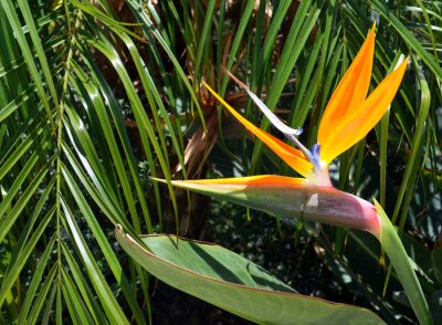 Papier peint  Strelitzia reginae est une plante exotique également connue comme fleur d’oiseau de paradis ou fleur de grue dans un jardin tropical de Tenerife, Iles Canaries, Espagne.