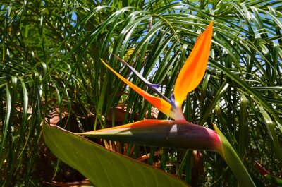 Papier peint  Strelitzia reginae est une plante exotique également connue comme fleur d’oiseau de paradis ou fleur de grue dans un jardin tropical de Tenerife, Iles Canaries, Espagne.