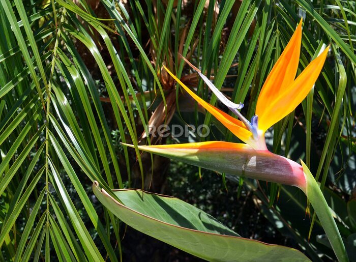 Papier peint  Strelitzia reginae est une plante exotique également connue comme fleur d’oiseau de paradis ou fleur de grue dans un jardin tropical de Tenerife, Iles Canaries, Espagne.