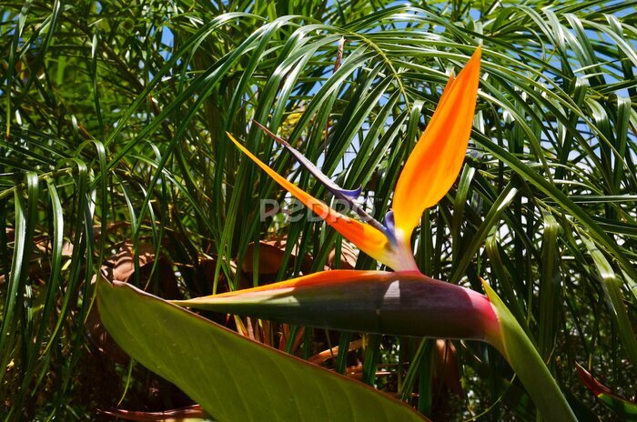 Papier peint  Strelitzia reginae est une plante exotique également connue comme fleur d’oiseau de paradis ou fleur de grue dans un jardin tropical de Tenerife, Iles Canaries, Espagne.