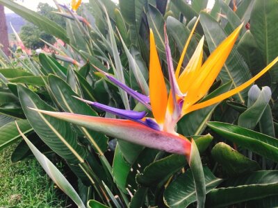 Papier peint  Strelitzia reginae est une plante florale monocotylédone indigène d'Afrique du Sud, les noms communs incluent la strelitzia, la fleur de la grue ou l'oiseau du paradis