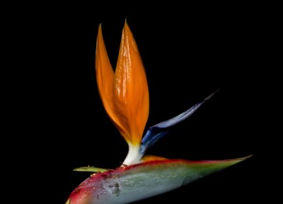 Papier peint  Strelitzia reginae est une plante florale monocotylédone indigène d'Afrique du Sud. Les noms communs incluent Strelitzia, Crane Flower ou Bird of Paradise.