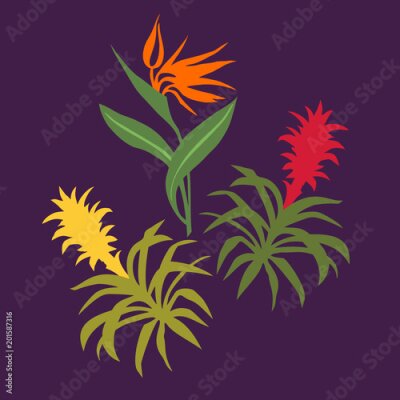 Papier peint  strelitzia reginae et Guzmania isolés