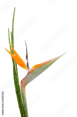 Papier peint  Strelitzia Reginae et roseau
