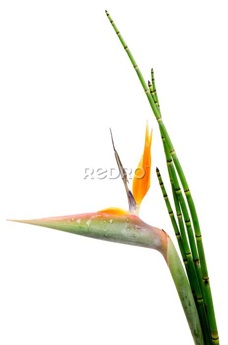 Papier peint  Strelitzia Reginae et roseau
