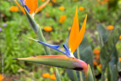 Papier peint  Strelitzia reginae étonnant orange bleu vert fleurs épanouies