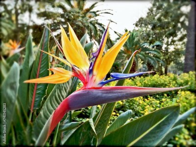 Papier peint  Strelitzia reginae, exotic and beautiful flower native to South Africa.