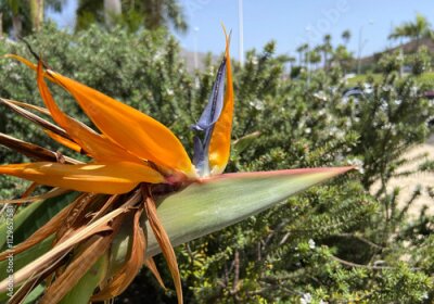 Papier peint  Strelitzia reginae exotic flower in the garden of Tenerife,Canary Islands,Spain. Bird of Paradise tropical plant.