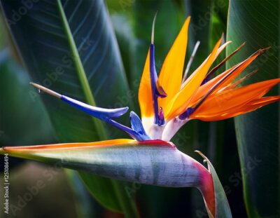 Papier peint  strelitzia reginae exotic flower in the garden of tenerife canary islands spain bird of paradise tropical plant