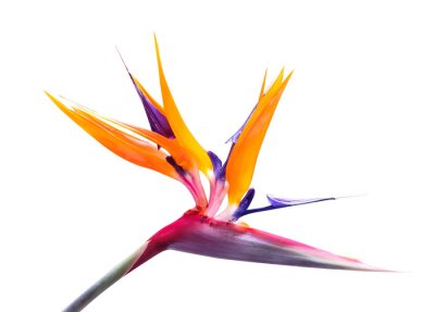 Papier peint  Strelitzia reginae exotic flower isolated. Tropical flora garden blossom bird of paradise.