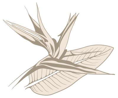 Papier peint  Strelitzia reginae exotic flower . Tropical flora garden blossom bird of paradise.