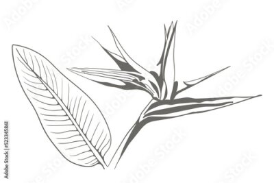 Papier peint  Strelitzia reginae exotic flower vector. Tropical flora garden blossom bird of paradise.