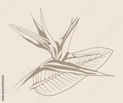 Papier peint  Strelitzia reginae exotic flower vector. Tropical flora garden blossom bird of paradise.