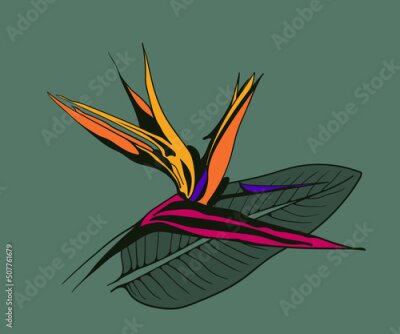 Papier peint  Strelitzia reginae exotic flower vector. Tropical flora garden blossom bird of paradise.