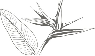 Papier peint  Strelitzia reginae exotic flower vector. Tropical flora garden blossom bird of paradise.