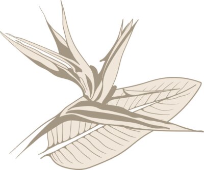 Papier peint  Strelitzia reginae exotic flower vector. Tropical flora garden blossom bird of paradise.