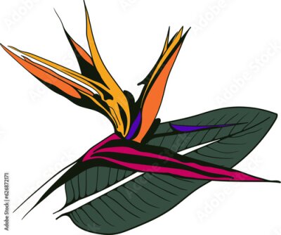 Papier peint  Strelitzia reginae exotic flower vector. Tropical flora garden blossom bird of paradise.
