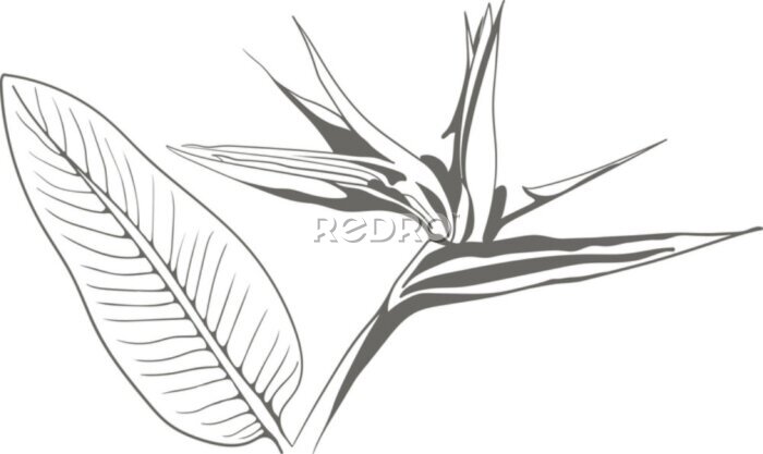 Papier peint  Strelitzia reginae exotic flower vector. Tropical flora garden blossom bird of paradise.