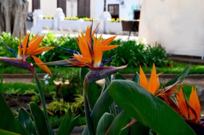 Papier peint  Strelitzia reginae exotic flowers in the garden of Tenerife,Canary Islands,Spain. Bird of Paradise tropical flower.Selective focus.