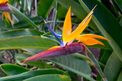 Papier peint  Strelitzia reginae exotic flowers in the garden of Tenerife,Canary Islands,Spain. Bird of Paradise tropical flower.Selective focus.