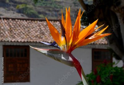 Papier peint  Strelitzia reginae exotic flowers in the garden of Tenerife,Canary Islands,Spain. Bird of Paradise tropical flower.Selective focus.