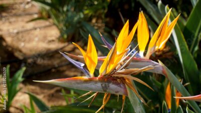 Papier peint  Strelitzia reginae exotic flowers in the garden of Tenerife,Canary Islands,Spain. Bird of Paradise tropical flower.Selective focus.