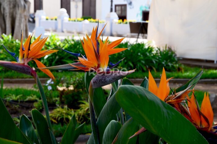 Papier peint  Strelitzia reginae exotic flowers in the garden of Tenerife,Canary Islands,Spain. Bird of Paradise tropical flower.Selective focus.