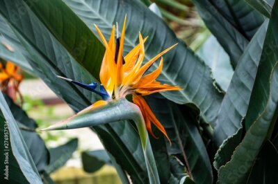 Papier peint  Strelitzia reginae exotic plant also known as a Bird of Paradise flower or Crane flower in a tropical garden
