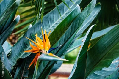 Papier peint  Strelitzia reginae exotic plant also known as a Bird of Paradise flower or Crane flower in a tropical garden