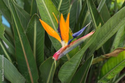 Papier peint  Strelitzia reginae - exotic yellow flower against tropical leaves. Close up of tropical flower Bird of Paradise.
