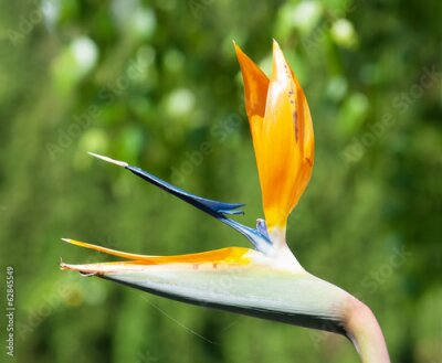 Papier peint  Strelitzia reginae fleur