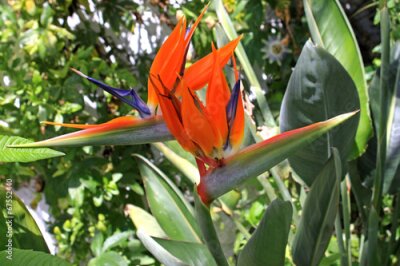 Papier peint  Strelitzia reginae fleur