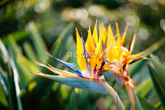 Papier peint  Strelitzia reginae fleur