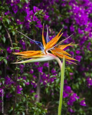 Papier peint  Strelitzia Reginae fleur agrandi
