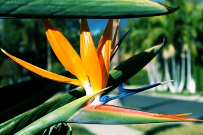 Papier peint  Strelitzia Reginae fleur agrandi dans le détail. Plante à fleurs strelitzia reginae également connue sous le nom de fleur de grue strelitzia ou oiseau de paradis